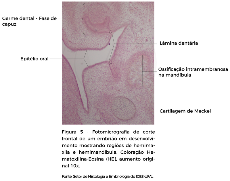 FIGURA 5