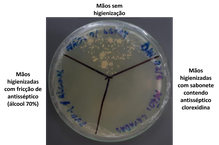 Fig 3 Experimento de Price.LMC 2019.png